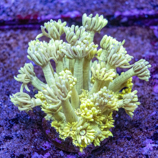 XXL Goniopora Frag