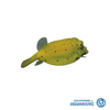 Yellow Boxfish (Ostracion cubicus)
