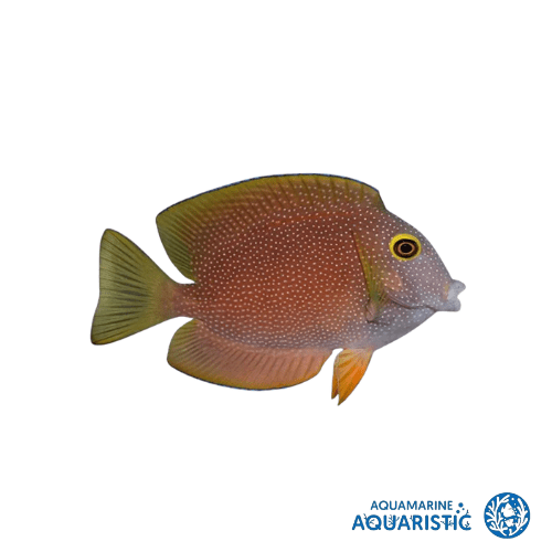 Yellow Eyed Bristletooth Tang (Ctenochaetus Truncatus)