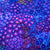 Zoanthid