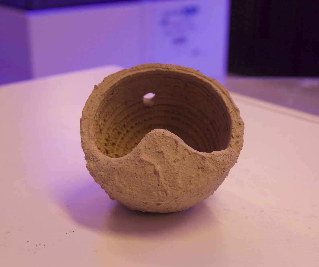 Small Anemone Home