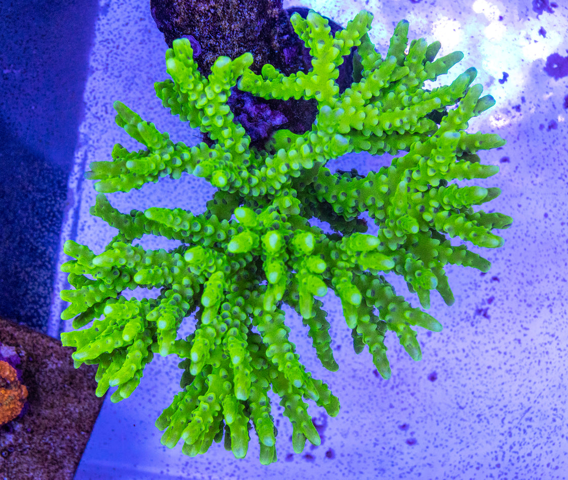 AMA "Green Goblin" Cut To Order Frag