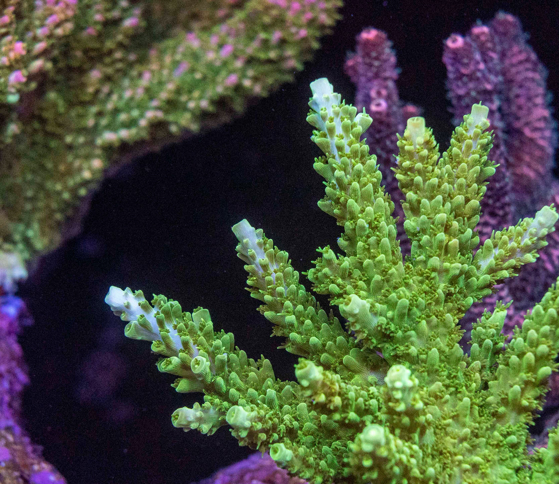 AMA "Signature Colonies" Cut To Order Frag