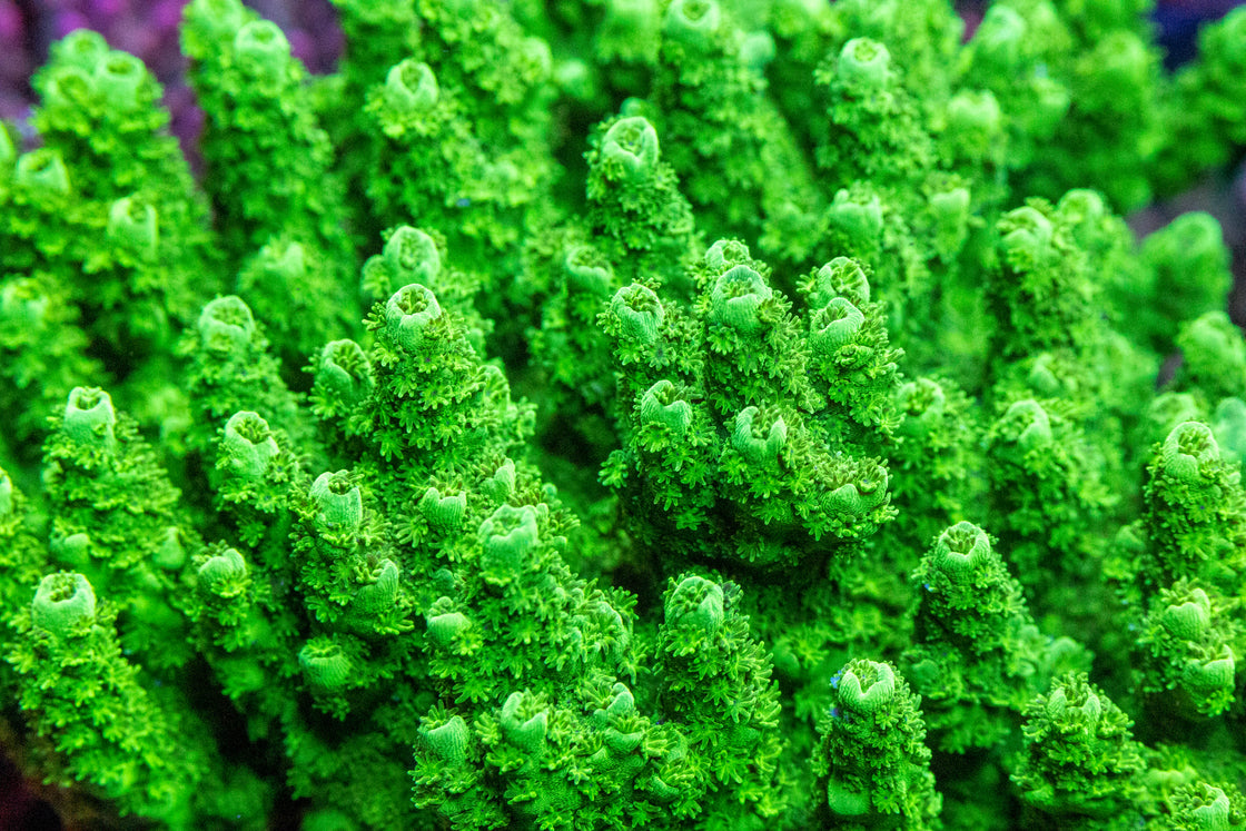 AMA 'Hairy Monster' Cut To Order Frag