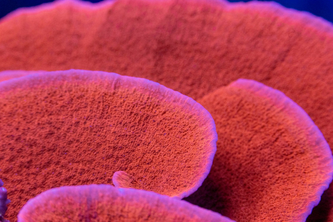 AMA "Red Cap Montipora" Cut To Order Frag