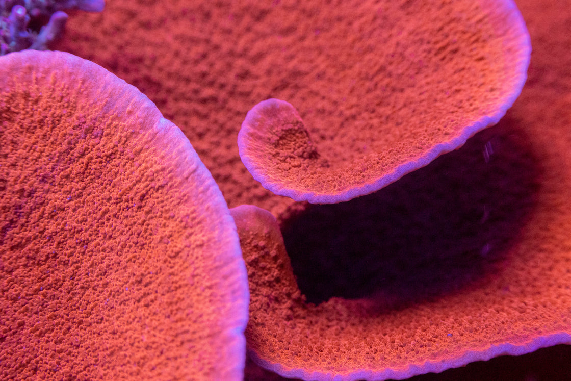 AMA "Red Cap Montipora" Cut To Order Frag