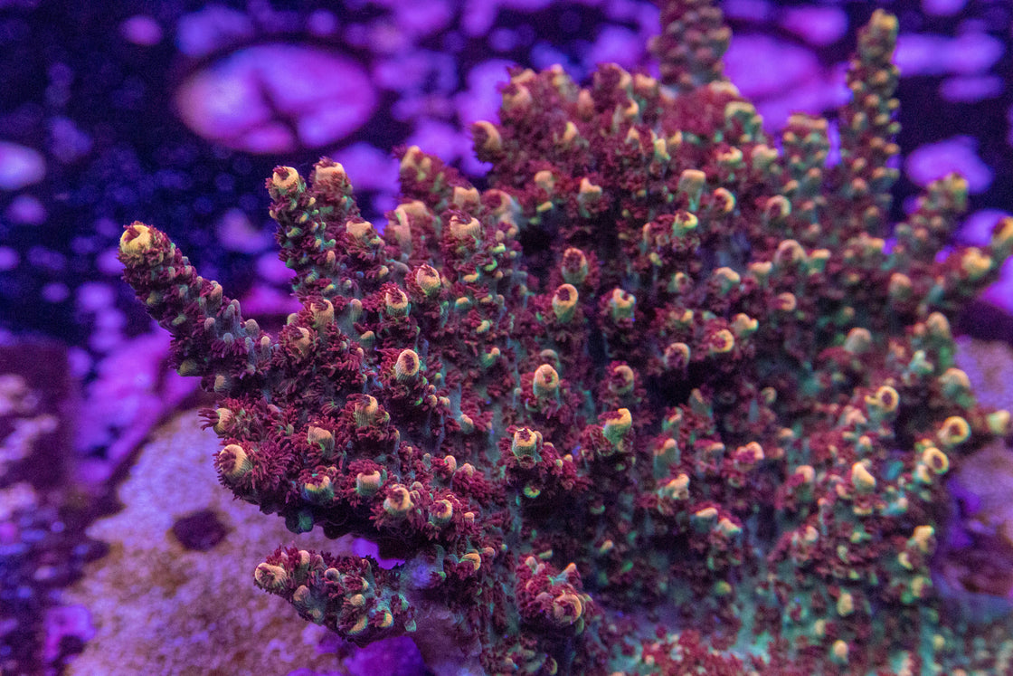 AMA "Fruity Pebbles" Cut To Order Frag