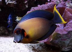 Chocolate Tang