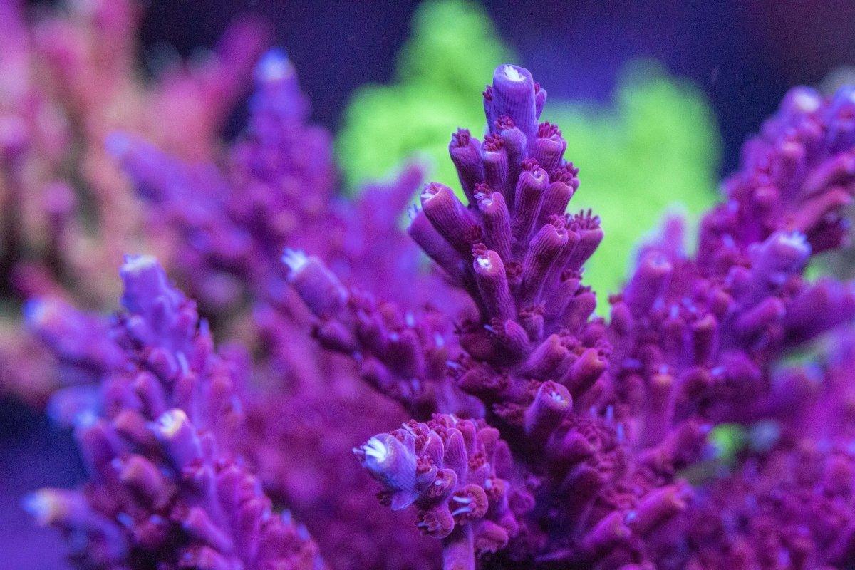 AMA 'Aeroplane Jelly' Cut To Order Frag