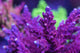 AMA 'Aeroplane Jelly' Cut To Order Frag