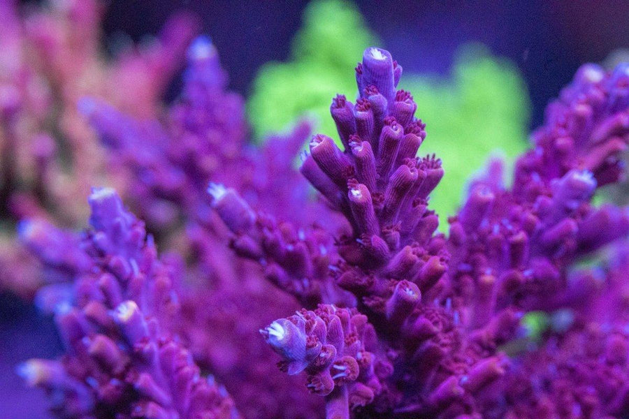 AMA 'Aeroplane Jelly' Cut To Order Frag - Aquamarine Aquaristic - 