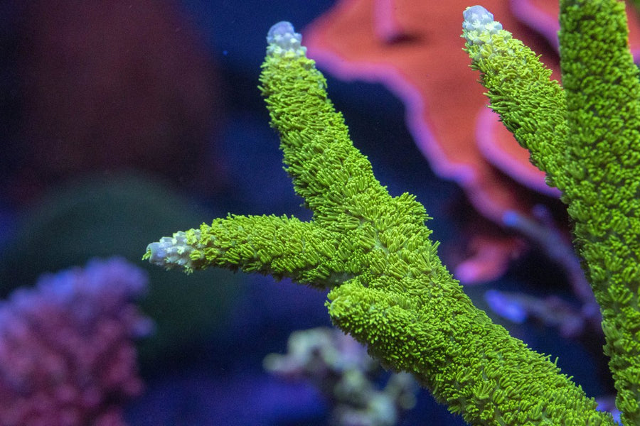 AMA 'Green Monster' Cut To Order Frag - Aquamarine Aquaristic -