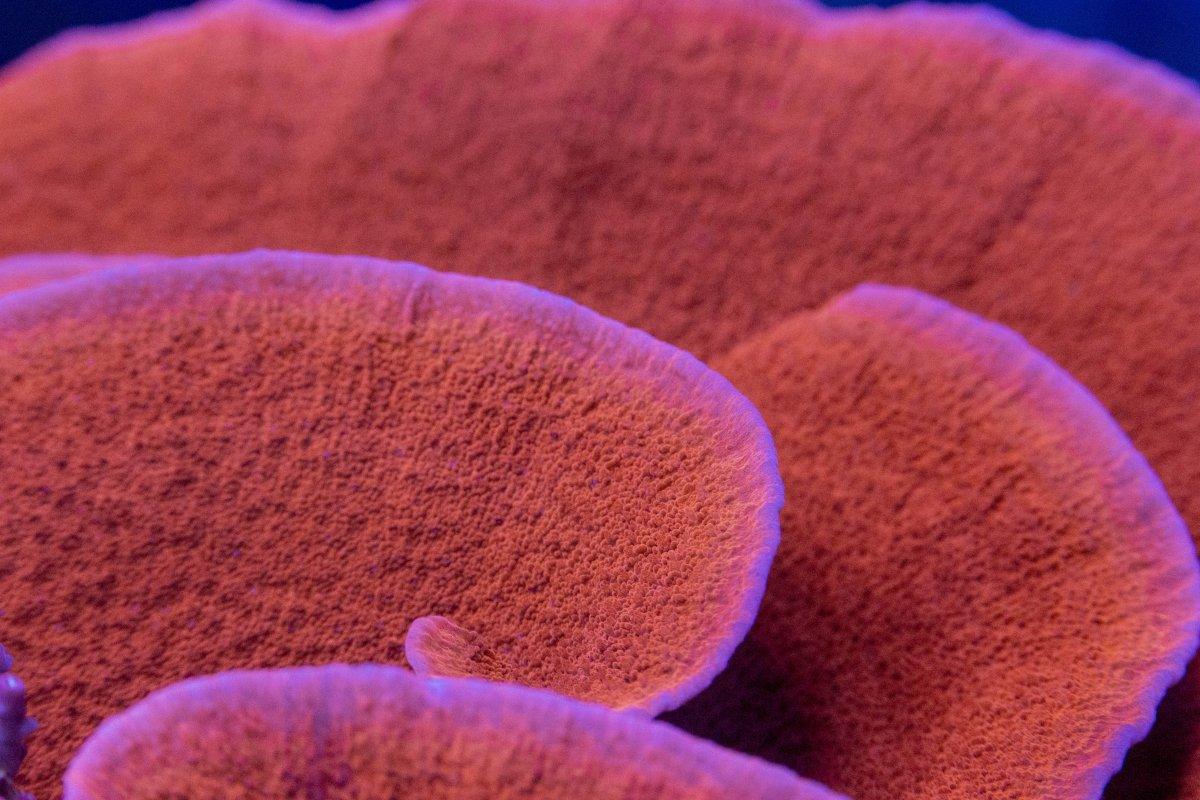 AMA "Red Cap Montipora" Cut To Order Frag