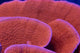 Montipora